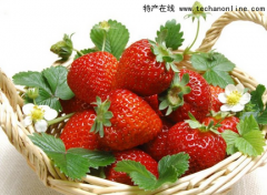北京昌平小吃 昌平草莓