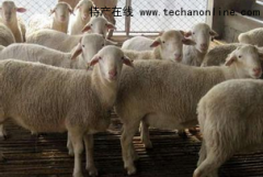 天津红桥小吃 白头萨福克羊