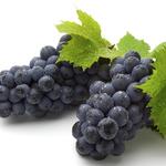 食材大全果品类 葡萄