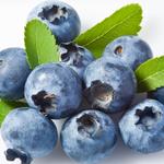 食材大全果品类 蓝莓