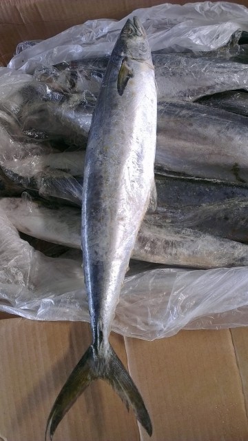 雪菜馬鮫魚做法