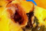 小吃 蛤蜊鸡蛋羹
