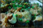 小吃 生炖小海鳗