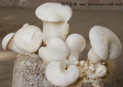 北京通州小吃 白灵菇