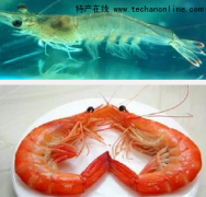天津河西小吃 中国对虾