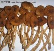 江西抚州小吃 黎川茶树菇